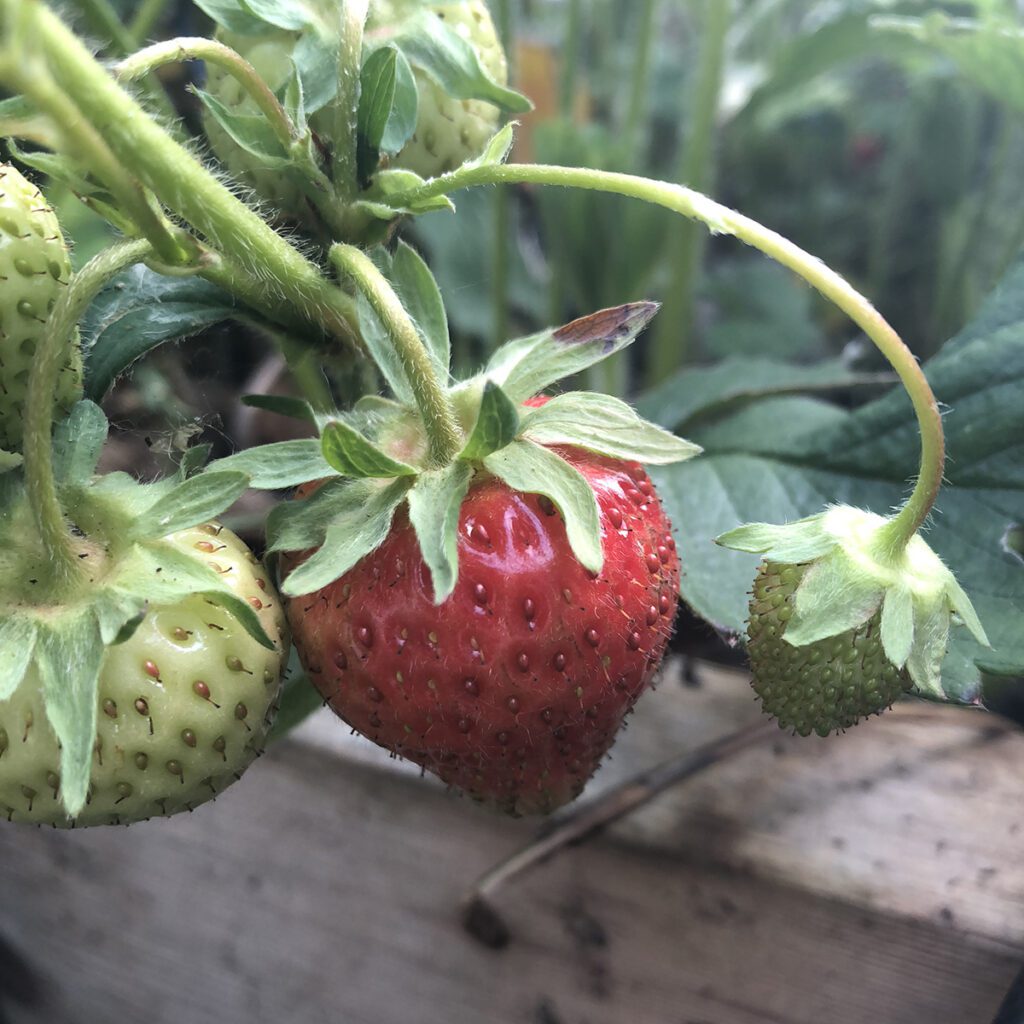   GZ-Dechlorination-Gardening-Organic-Strawberries