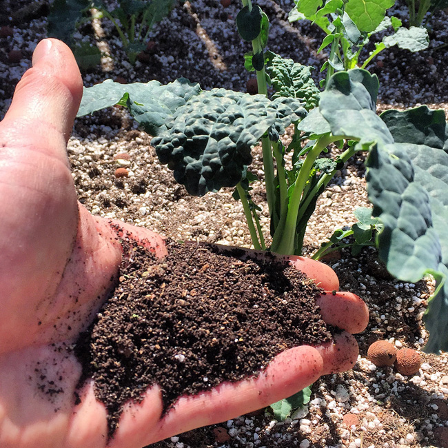 Soilless Dinsosaur Kale