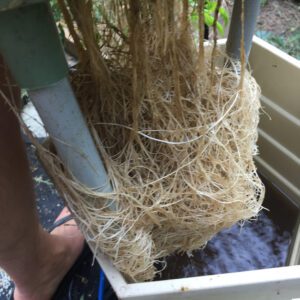 ρίζες ντομάτας Aquaponic