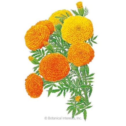 Crackerjack Αφρικανούς σπόρους Marigold