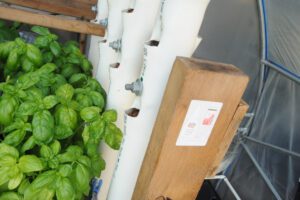 Greenhouse Aquaponics Basil Vertical