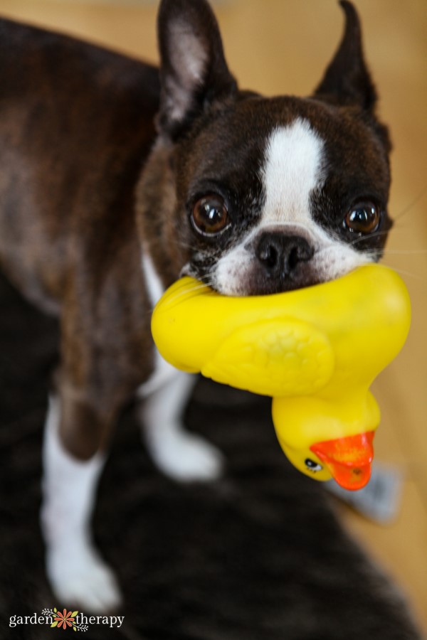Meatball The Tiny Boston Terrier με το καουτσούκ του