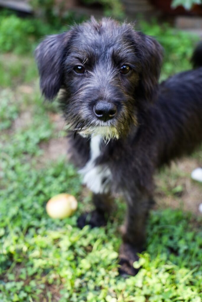 Ozzie Dog στον κήπο