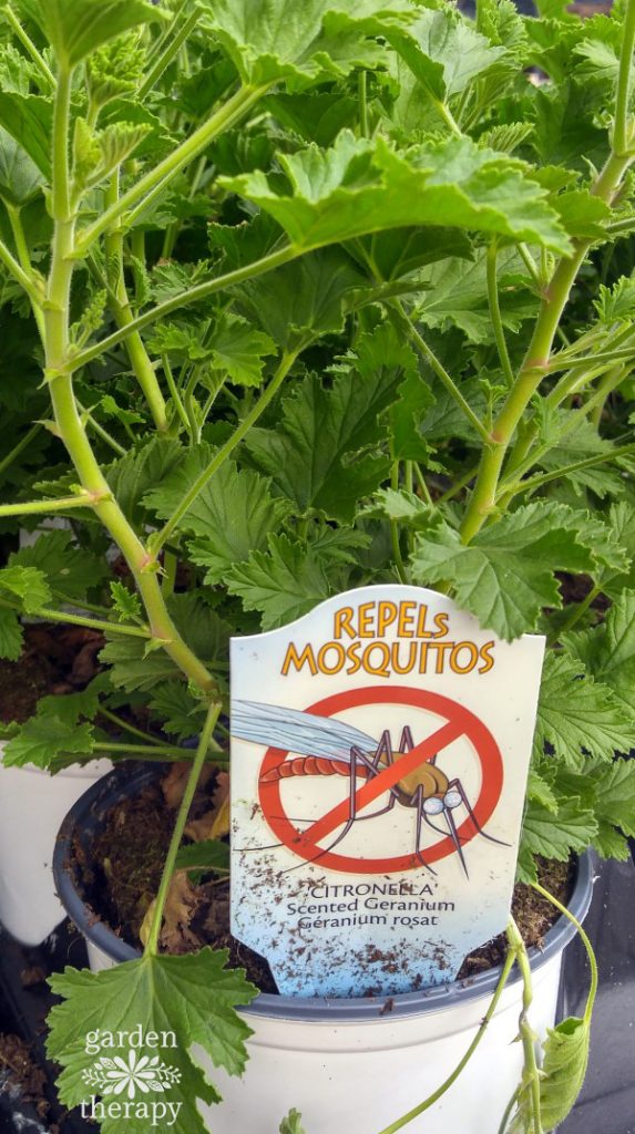 Citronella αρωματική γηράνιο