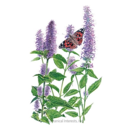 Γλυκάνισο σπόρους Hyssop