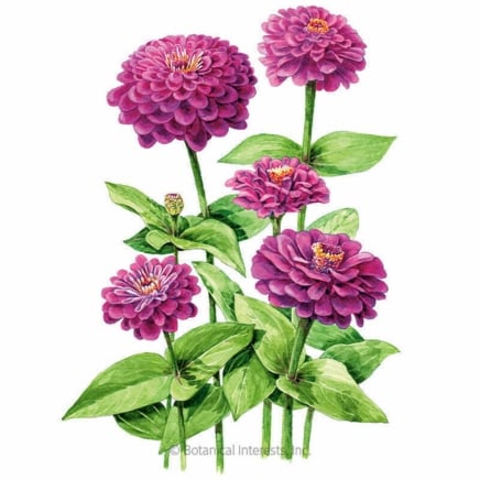 Γιγαντιαίοι σπόροι Purple Zinnia