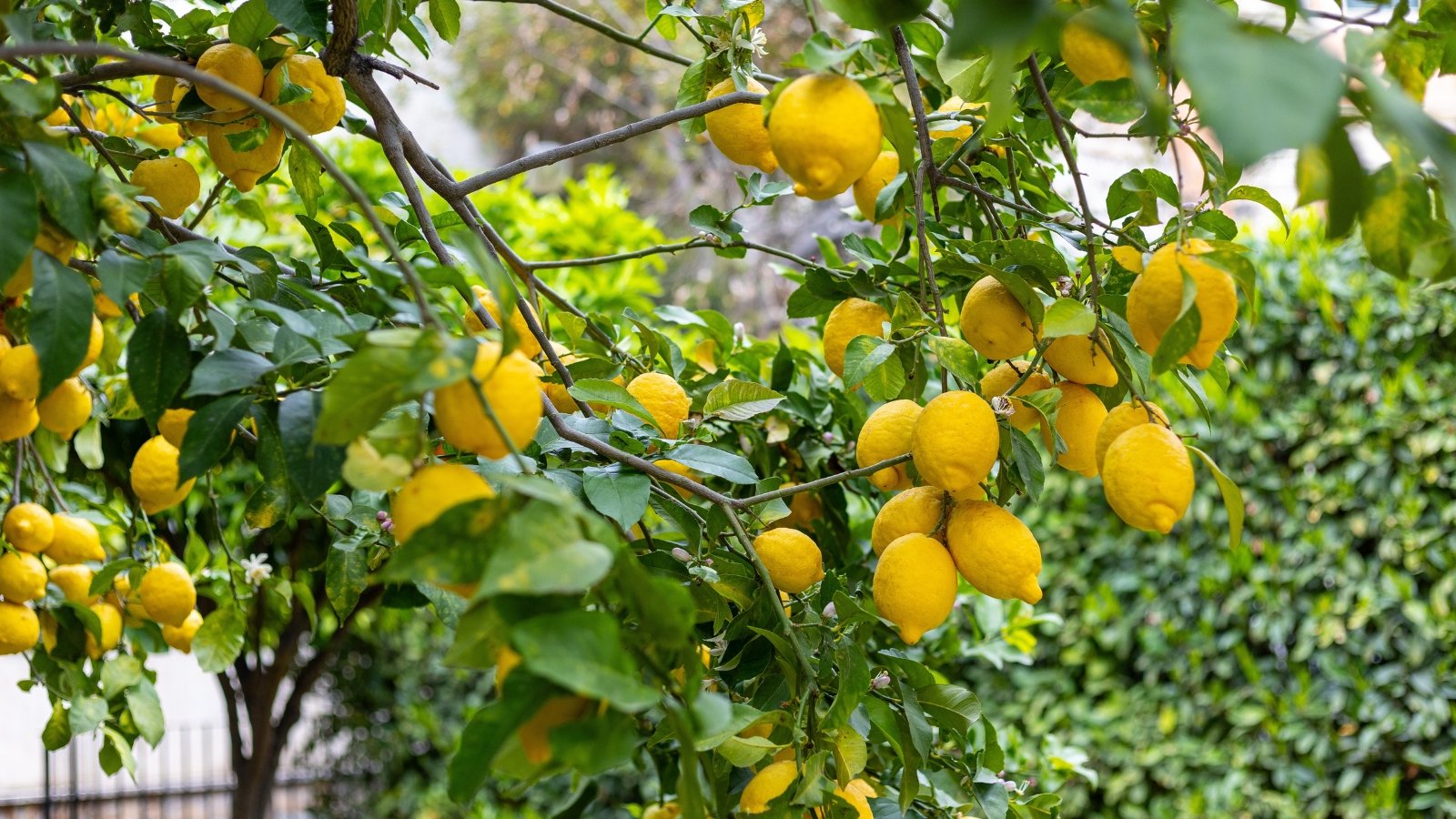 Φωτεινά κίτρινα οβάλ φρούτα που βρίσκονται ανάμεσα σε γυαλιστερά, βαθιά πράσινα φύλλα σε ανθεκτικά κλαδιά.