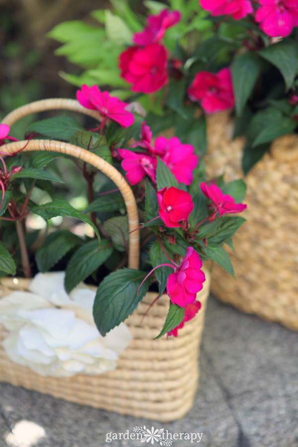 Sunpatiens σε έναν καλλιεργητή πορτοφολιού