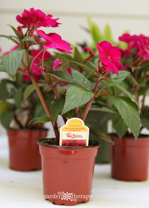 Sunpatiens για έναν καλλιεργητή πορτοφολιού