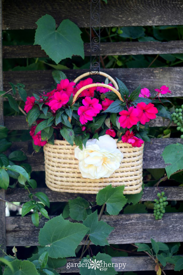 Ο Sunpatiens απομακρύνθηκε