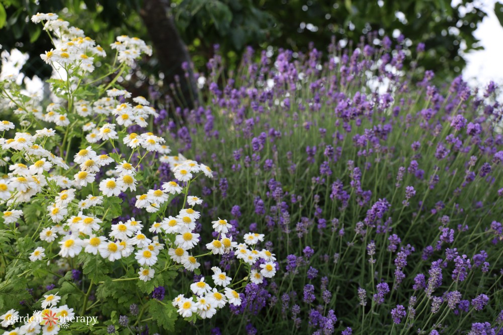 Λεβάντα και Feverfew σε πλήρη άνθιση έξω στον κήπο