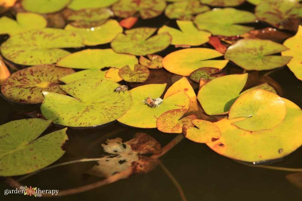 Οι μέλισσες πίνουν νερό στο Lily Pad