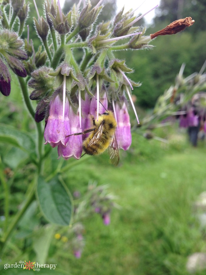 μέλισσα στο λουλούδι comfrey