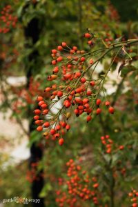Rose Hips Οφέλη + Πώς να τα αναπτύξετε (και να τα χρησιμοποιήσετε)