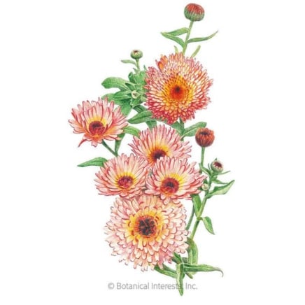 Zeolights Calendula (Pot Marigold) Σπόροι