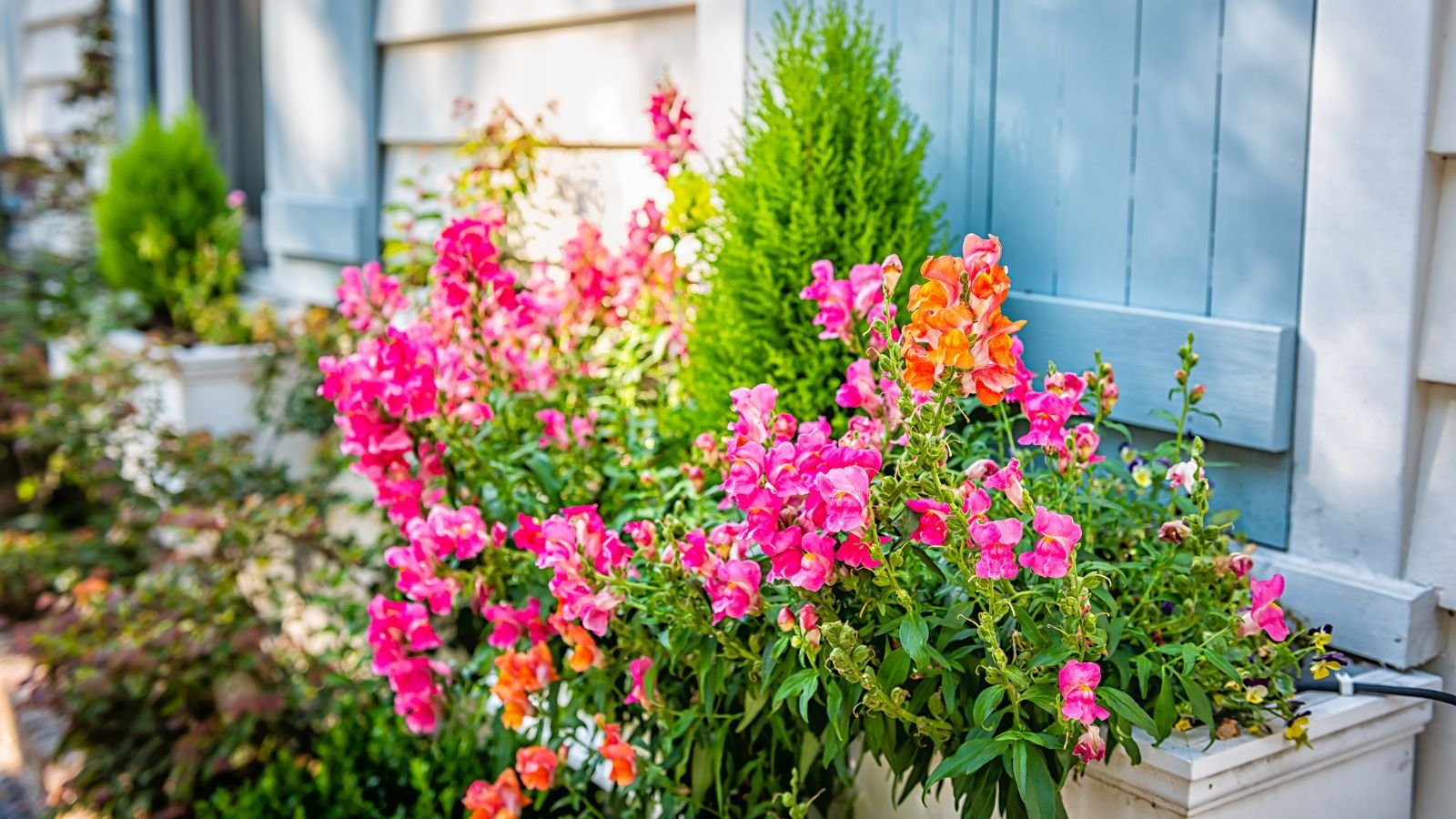 Ένα εξοχικό σπίτι με snapdragons και κυπαρίσσια τοποθετημένα έξω σε έναν φυτευτή που έχει πλούσια φύλλα και βαθύ πράσινο φύλλωμα
