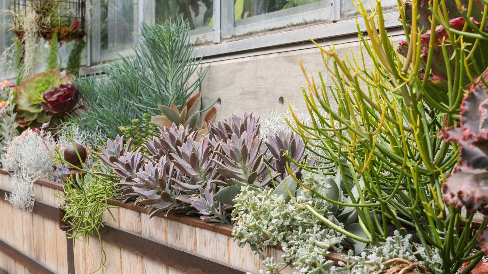 Πολλαπλά succulents τοποθετημένα σε έναν υπαίθριο φυτευτή που έχει ελαφρύ ξύλινο φινίρισμα