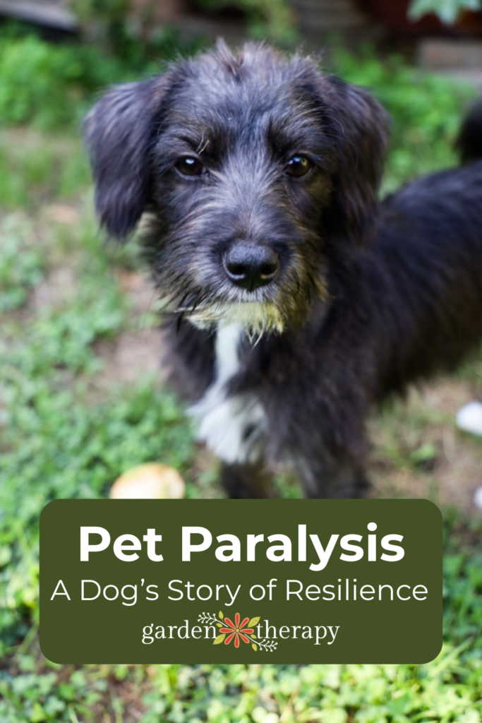 Pin Image for Pet Paralysis - Η ιστορία της ανθεκτικότητας ενός σκύλου και ο δρόμος του προς την ανάκαμψη
