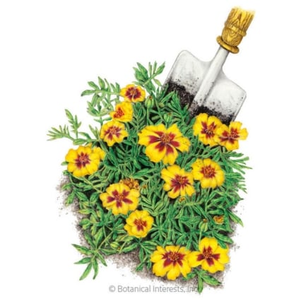 Άτακτος Marietta Γάλλοι σπόρους Marigold
